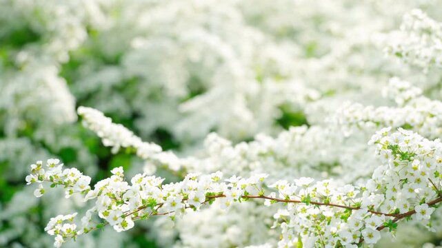 穏やかな風に揺れるユキヤナギの白く小さい花。春の空気感漂うソフトフォーカス映像