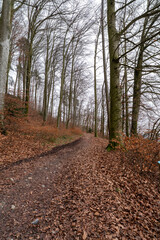 Fototapeta premium path in the woods