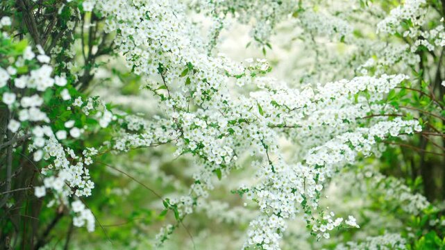 秘密の小道のように見えるユキヤナギのトンネル。ハイアングルからローアングルへドリーダウン