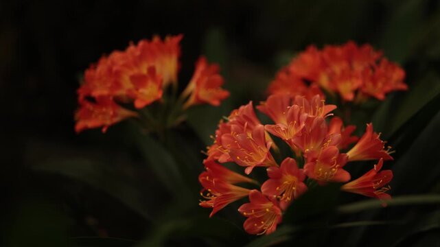 A close-up view of bright orange and yellow Clivia miniata flowers nestled among long, dark green leaves