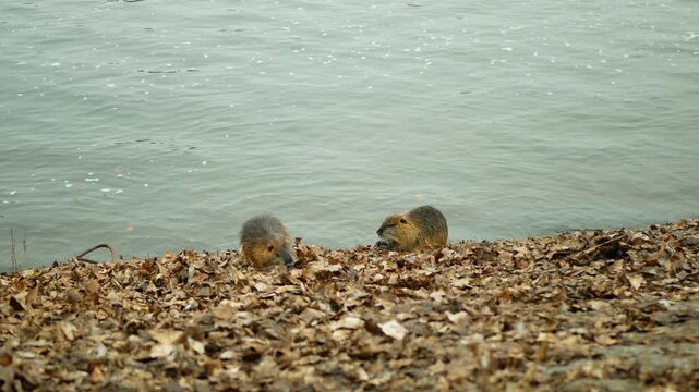 Nutria cute coypu Myocastor coypus spiny muskrats swimming eating walking finding food rocky shore crawling otter black color with wet fur long tail hairy friendly animal video footage during winter