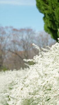 青空を背景に穏やかな春の風に揺れるユキヤナギの白い花
