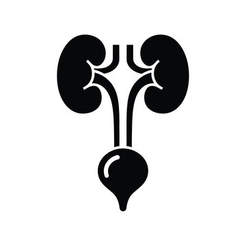 Illustration of vector kidney and urinary system anatomy