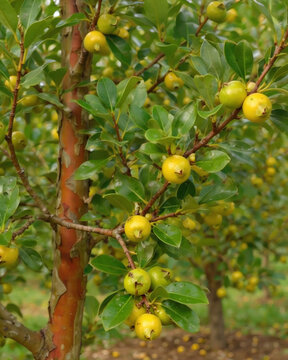 Mature Ara&ccedil;&aacute; Tree - Psidium cattleianum with Fruits in Garden.