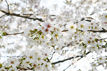Fototapeta premium 青空に映える満開の桜（ソメイヨシノ）のアップ