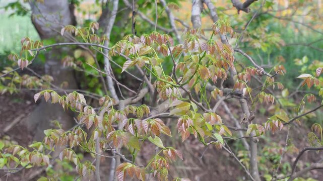 New Foliage of Box Elder Tree