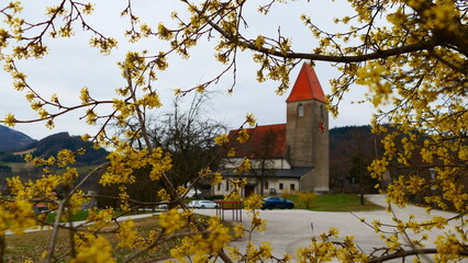 Fototapeta premium Dirndlblüte in Kirchberg an der Pielach, Pielachtal, Niederösterreich 