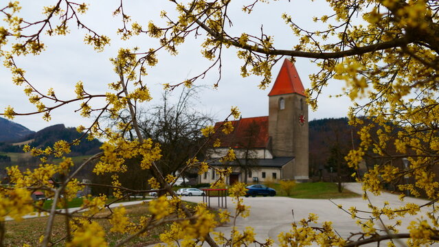 Dirndlbl&uuml;te in Kirchberg an der Pielach, Pielachtal, Nieder&ouml;sterreich 