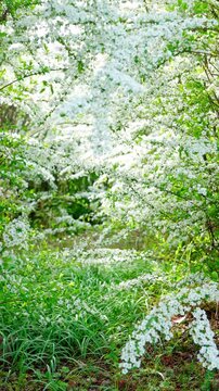 秘密の小道のように見えるユキヤナギのトンネル。光と影が織りなす幻想的な春の風景