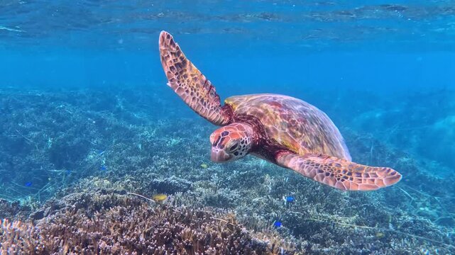 Green sea turtle swimming gracefully over coral reef in tropical blue ocean water
