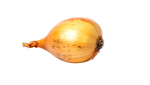 Isolated golden onion on a solid black background, showing details and texture