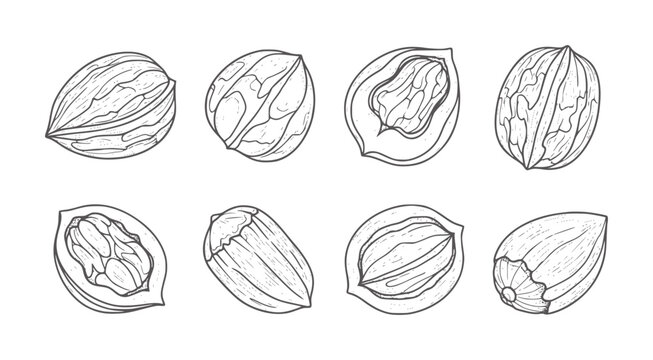 Hand drawn line of various nuts and seeds almond walnut pecan