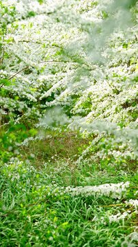 秘密の小道のように見えるユキヤナギのトンネル。光と影が織りなす幻想的な春の風景