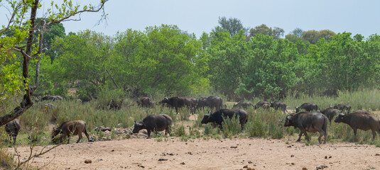 Obraz premium Afrikanische Tiere Kaffernbüffel oder auch Afrikanischer Büffel Wasserbüffel genannt, im Busch vom Krüger National Park - Kruger Nationalpark Südafrika
