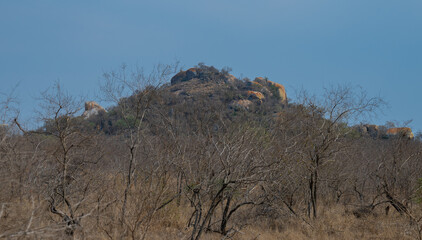 Naklejka premium Aussicht und Landschaft - Flora Botanik Busch im Krüger National Park - Kruger Nationalpark