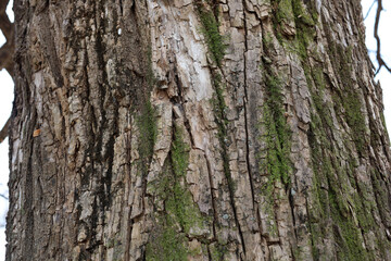 Fototapeta premium Tree bark texture with green moss growing on trunk