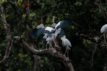 Fototapeta premium Flock of Asian Openbill Stork on Tree Branch Fighting, Playing and Resting | Social Bird Behavior