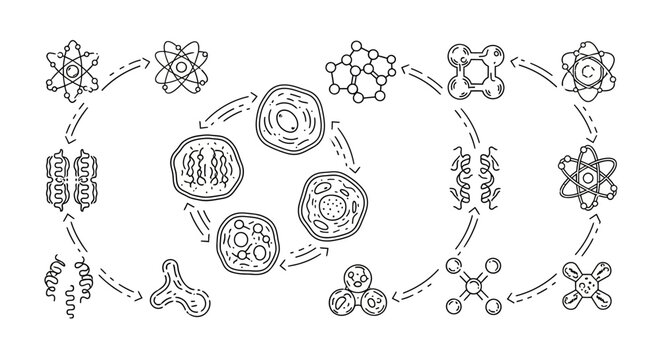 Cell Division Process Mitosis Stages.