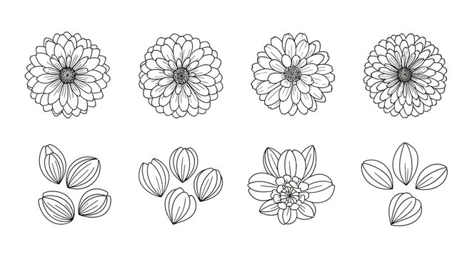 Detailed drawings of flower petals.