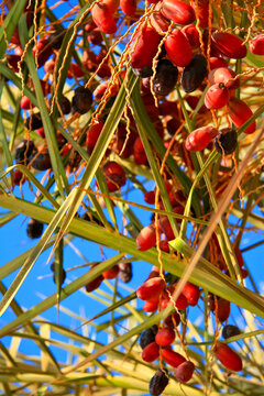 Clusters of ripe red dates hanging from palm branches under a clear blue sky, capturing a vibrant tropical harvest scene in bright natural light.