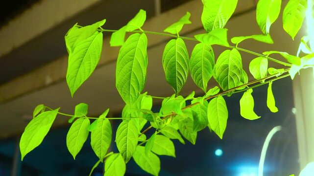 Vibrant green foliage gently swaying in an implied slow motion nature video clip