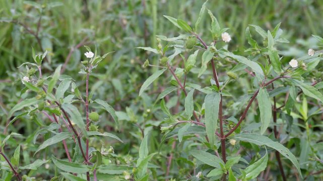 Bhringraj Plant Medicinal Herb Widely Used in Ayurveda