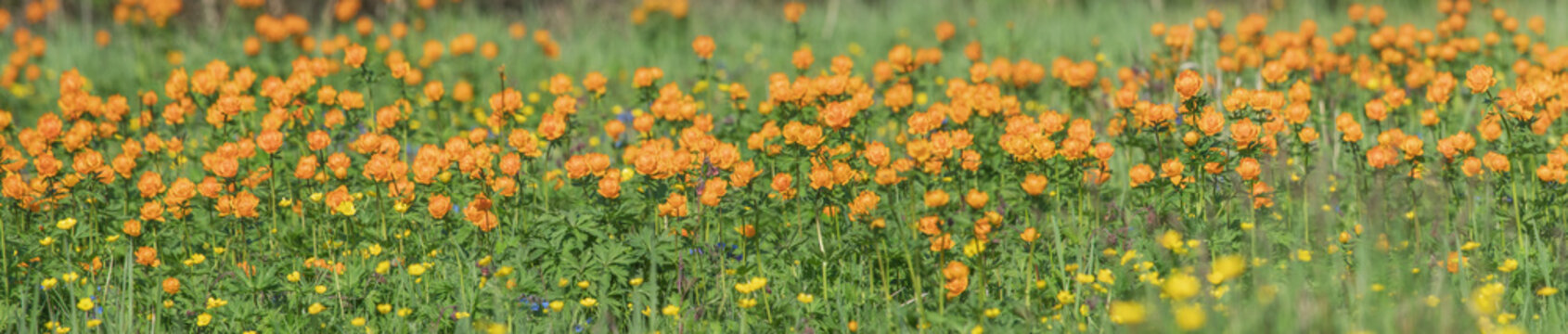 Panoramic view of a blooming alpine meadow, bright orange flowers, trollius asiaticus, selective focus