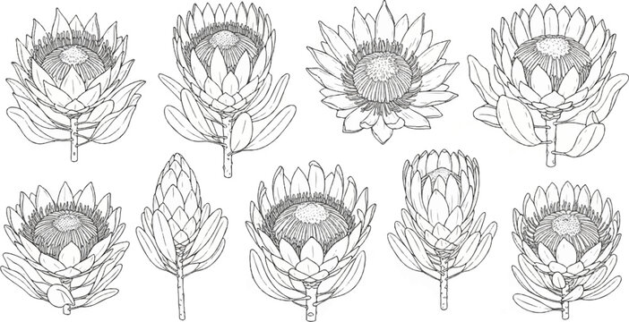 Black and white line art illustrations of king protea flowers