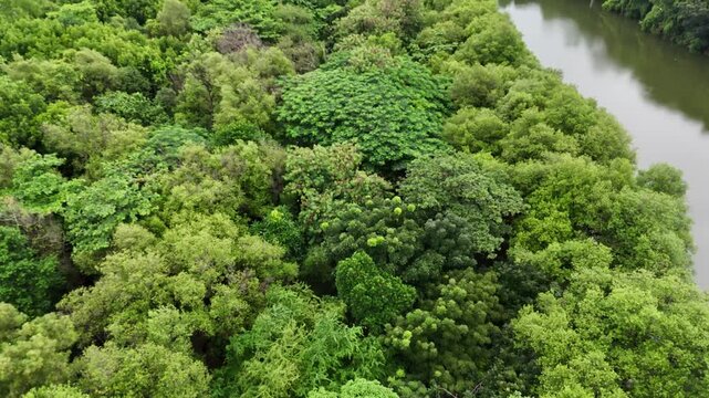 An aerial view reveals a serene tropical river winding through a lush, dense mangrove forest with vibrant green foliage reflecting on the calm water surface under a cloudy sky in a park setting.