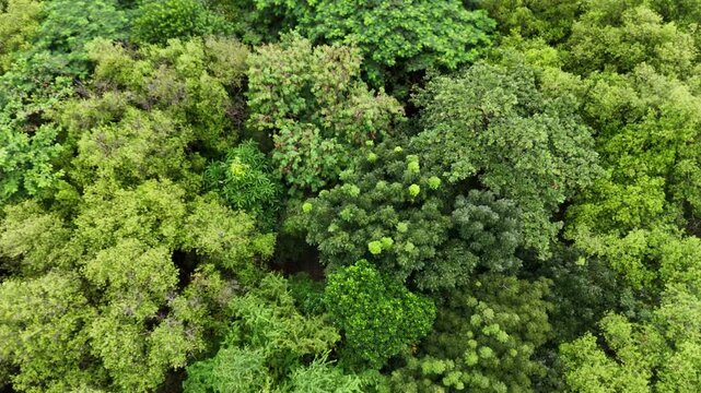 An aerial view reveals a serene tropical river winding through a lush, dense mangrove forest with vibrant green foliage reflecting on the calm water surface under a cloudy sky in a park setting.