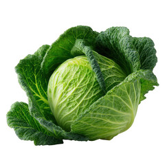 Fototapeta premium A fresh head of vibrant green savoy cabbage with textured crinkled leaves and morning dew drops isolated on transparent background
