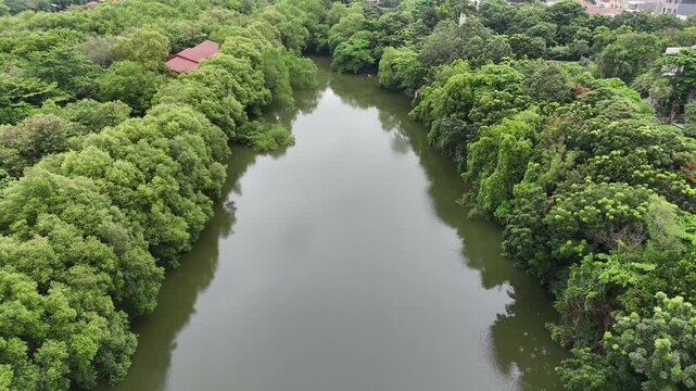 An aerial view reveals a serene tropical river winding through a lush, dense mangrove forest with vibrant green foliage reflecting on the calm water surface under a cloudy sky in a park setting.