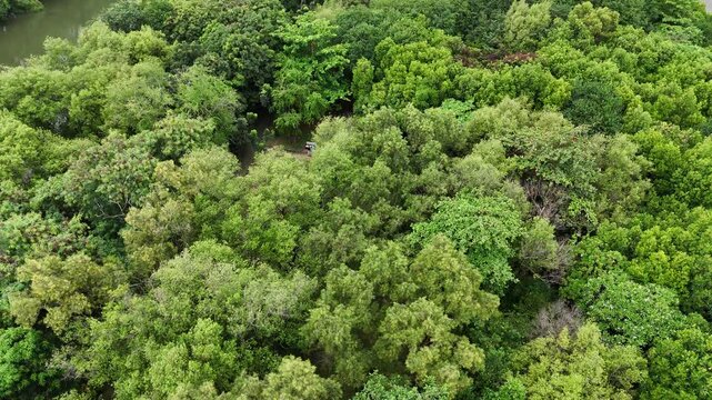 An aerial view reveals a serene tropical river winding through a lush, dense mangrove forest with vibrant green foliage reflecting on the calm water surface under a cloudy sky in a park setting.