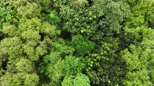 An aerial view reveals a serene tropical river winding through a lush, dense mangrove forest with vibrant green foliage reflecting on the calm water surface under a cloudy sky in a park setting.