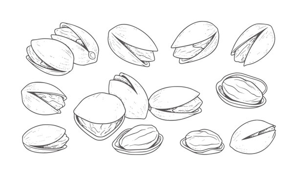 Hand drawn of various pistachios in shell and shelled nuts food outline black