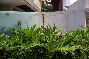 Jakarta City, Indonesia - March 29, 2026: Philodendron bipinnatifidum ornamental plants in front of cement walls and frosted glass with a coffee cup logo at a cafe. © Muhammad