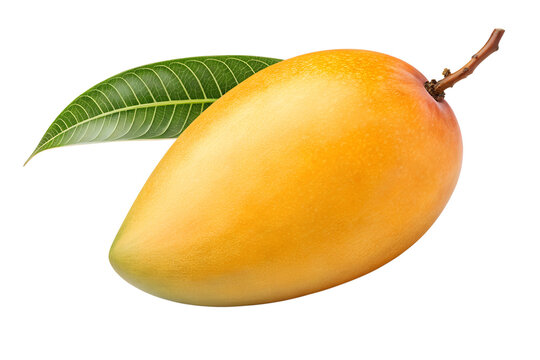 Ripe Yellow Nam Dok Mai Mango Isolated on White Background