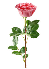Fototapeta premium pink Rose isolated, full depth of field