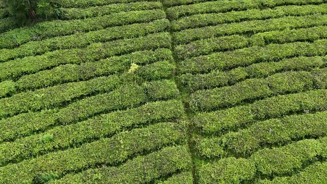 High-angle aerial drone footage reveals the mesmerizing geometric patterns and vibrant green textures of a vast, neatly terraced tea plantation spanning across a tropical highland landscape.