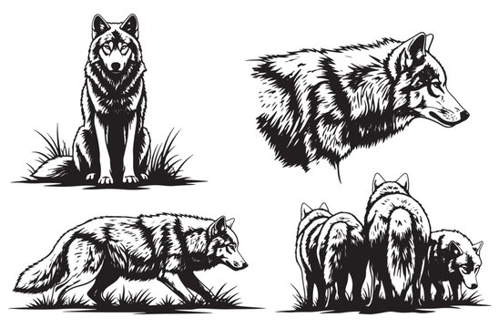 Detailed wolf illustration set featuring realistic fur textures or sitting and walking poses with pups for wildlife conservation and nature branding on transparent background graphics