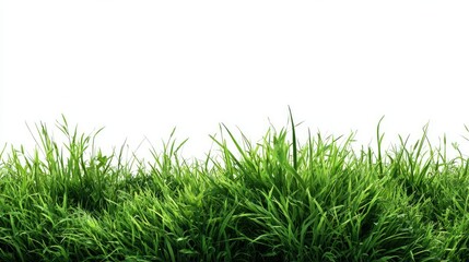 Fototapeta premium Green grass. Spring banner on white.