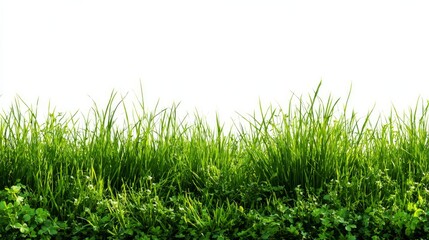 Obraz premium Green grass. Spring banner on white.
