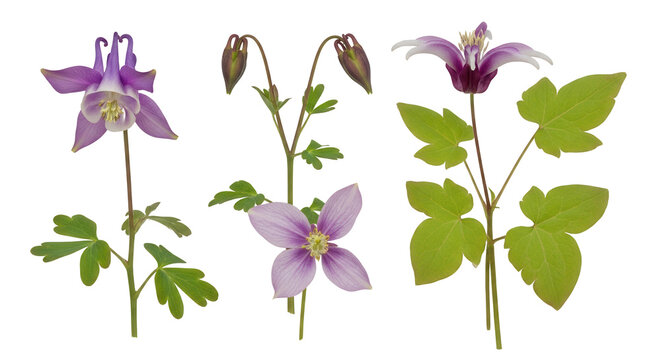 Set of Aquilegia chrysantha and Epimedium versicolor frontal isolated png on a transparent background perfectly cutout high resolution