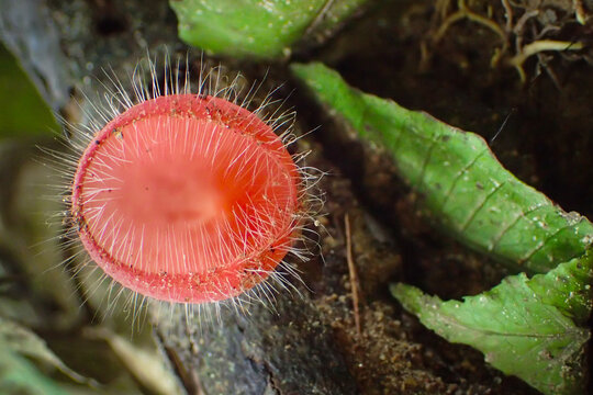 Macro Shot of a Pink Cookeina Tricholoma Hairy Cup Fungus in Tropical Rainforest