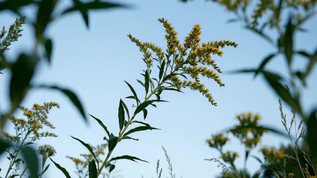 Detailed footage of a native Goldenrod flower swaying in a rewilded garden. This scene highlights ecological stewardship, biodiversity, native planting, and the beauty of natural flora.