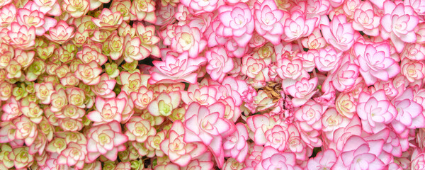 Fototapeta premium Close up of beautiful pink hydrangeas blooming in a dense cluster with vibrant floral texture in early summer.