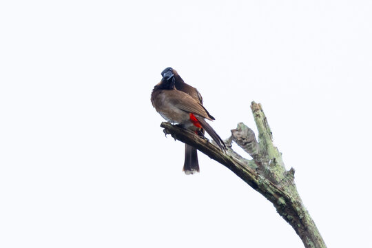 Pair of Common Bulbuls Perched on Tree Branches | Charming Songbirds of Asia