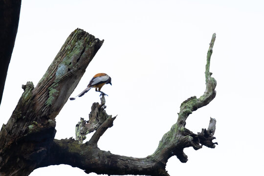 Rufous Treepie Perched in the Wild | Vibrant and Intelligent Asian Bird