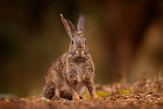 Spain wildlife. European Rabbit, Oryctolagus cuniculus algirus,  Parque Natural Sierra de Andujar in Spain. Cute animal in the nature habitat. Hare, orange evening light. Europe wildlife.
