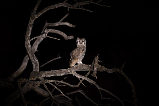 Night in Africa. Africa, owl in night. Verreaux's Eagle Owl. Rare African owl in the nature habitat in Okawango delta, Moremi Botswana. Night bird with tree forest habitat. Wildlife African nature.